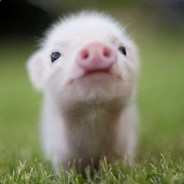 CUTE PIG