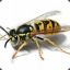 skub#combat wasp