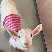 顾里顾里顾里吖