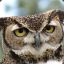 Superb Owl Owlfred