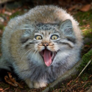 manul