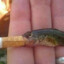 smoke fish