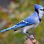 Jay