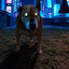 Buddy Dog