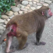 满山猴子我腚最红