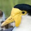 Aussie_Lapwing