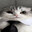 Culture cat