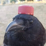 neatpete