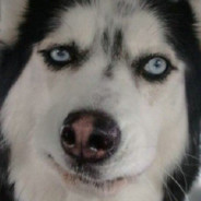 bye bye Husky