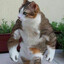 SportikCAT