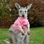 MightyWallaby