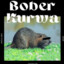 bober kurwa