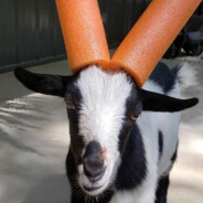 The Angry Goat