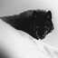 LoneWolf