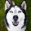 dogdog