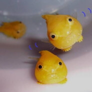 Puffer_Fish