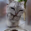 MRRRREOOWWWWWHHH's avatar