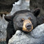PogiBear