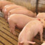 Lean Hog Futures