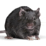 fareciCimbom's avatar