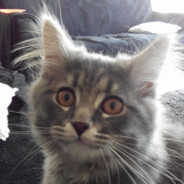 huisdiersteen39iverified