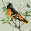 oriole