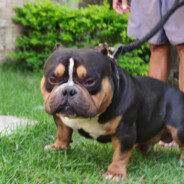 Василий офишл