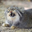 Pallas Cat