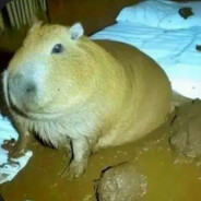 jebana obsrana kurwa