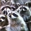 a horde of raccoons
