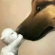 莫的感情的炊事长