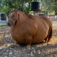 Big Horse