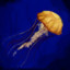 Albino Jellyfish