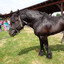 cavalo pisudo