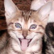 freez - steam id 76561197961443233