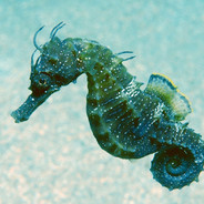 AgitatedSeahorse