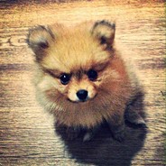 BeceJIbIu*_Banner:D:.