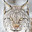 Lynx