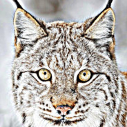 Lynx - steam id 76561198037811939
