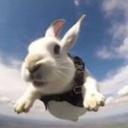 туфелшмертз фало