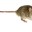 mr.mice