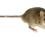 mr.mice