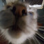 Cattosmcgoe