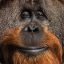 Homoseksualus Orangutangas