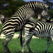 TYRBO ZEBRA