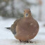 mourning dove