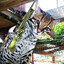 Ocelot.wg