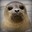 FrancisTehSeal