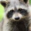 RACCON