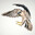 Birdy